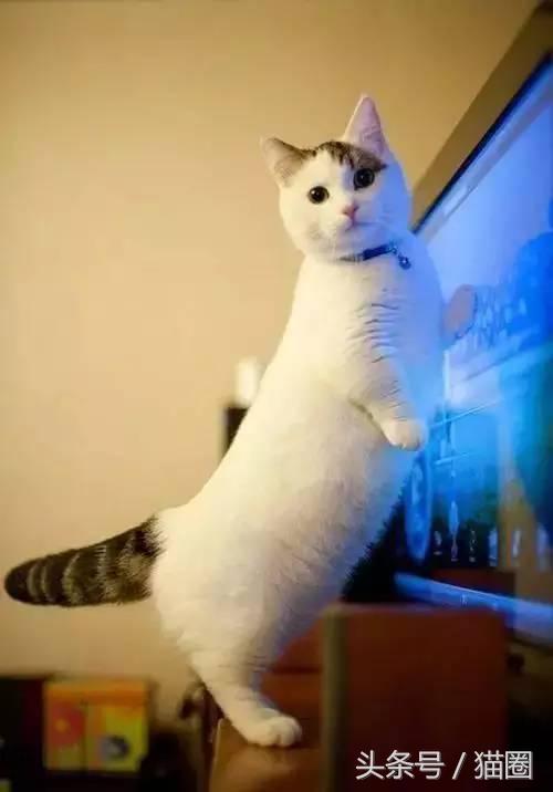 养猫的过程中猫容易得哪些病,养猫的人容易得哪些病