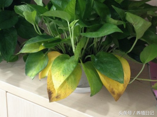 花卉叶子发黄怎么办,花卉叶子发黄有黄色斑点怎么办