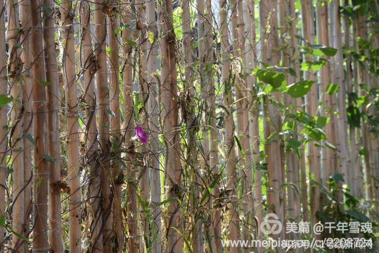 永远的余子店——文/刘宏冰