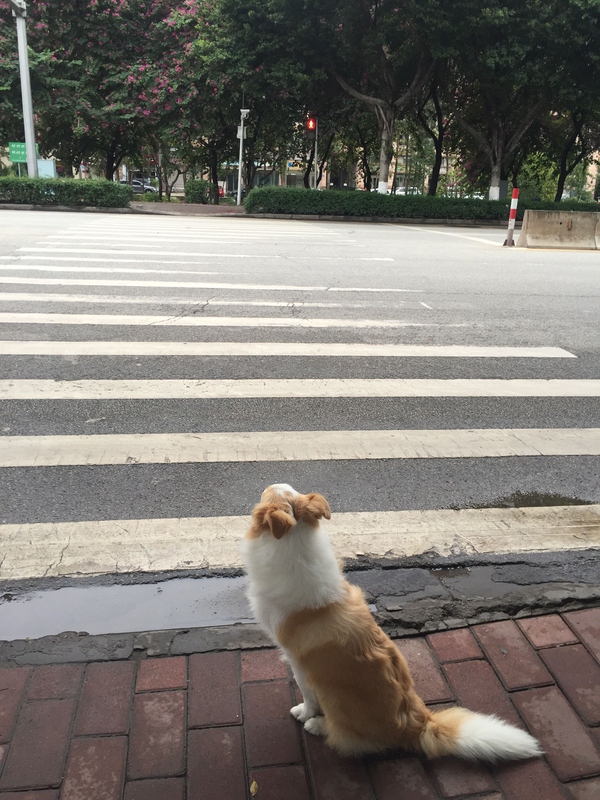 边牧这种狗到底有多聪明,边牧的智商真的有6-8岁那么高吗