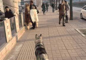 后面的那个小胖子，知道你很可爱，快走开我还要拍照呢！