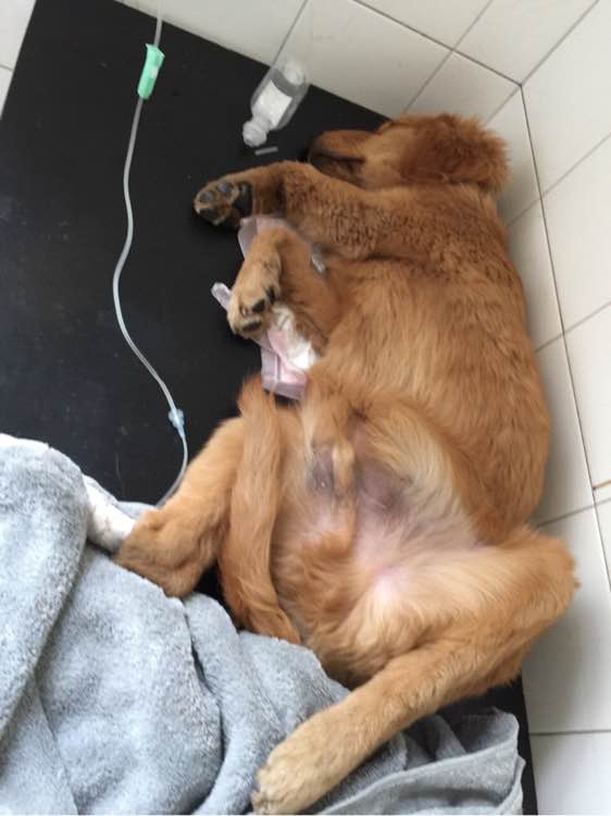 五个月金毛领养,因为无人照料送走了7个月的金毛