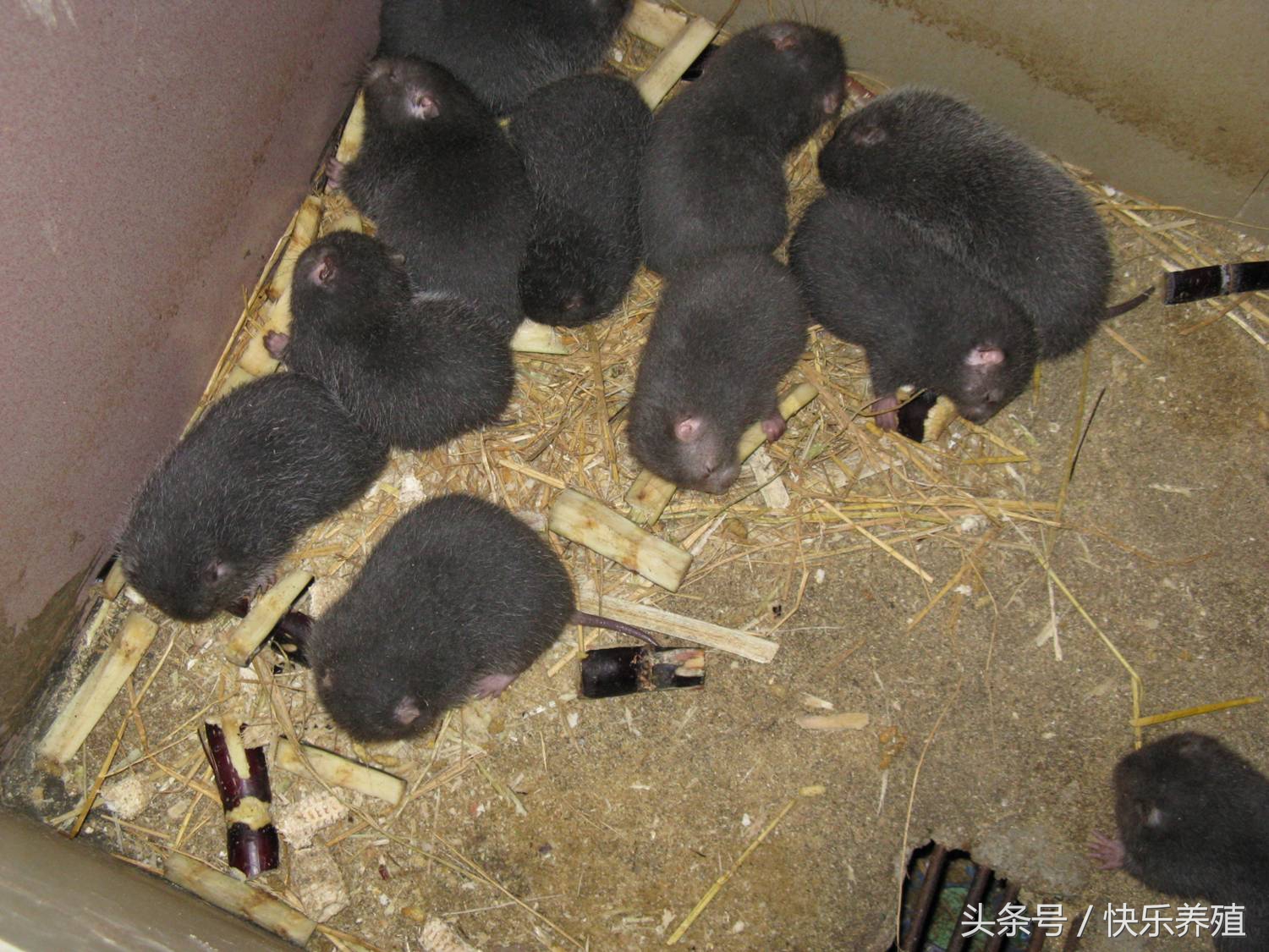 养殖竹鼠是致富还是骗局,竹鼠养殖创业致富经历简介