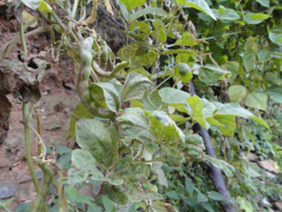 出现药害的农作物怎么补救,草莓药害的表现症状是什么