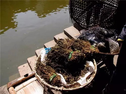 西塘景区有什么好吃的,浙江西塘附近有啥好吃的