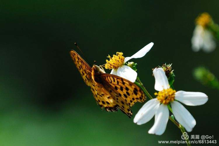 微距镜头下的昆虫视角,微距下的昆虫摄影