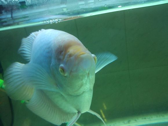 招财鱼病了要怎么治疗,招财鱼容易得什么病