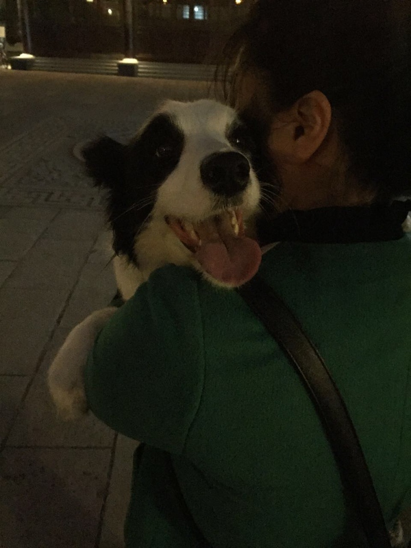 边牧这种狗到底有多聪明,边牧的智商真的有6-8岁那么高吗