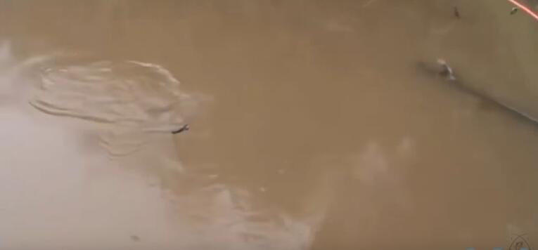 男子在河道钓龙虾,河里捕捉野虾视频