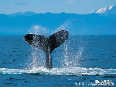 一篇文章让你了解医疗保险,一篇文章带你了解美股