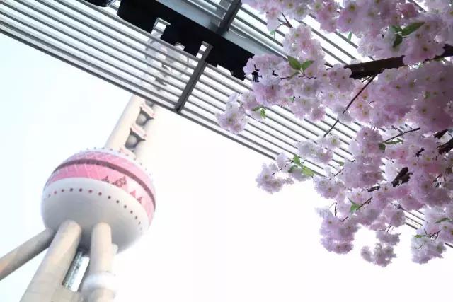 星巴克樱花杯直播间,星巴克限定樱花咖啡饮品