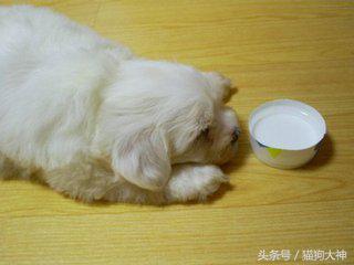 养狗狗狗呕吐还拉稀,养狗怎么解决狗狗拉屎的问题