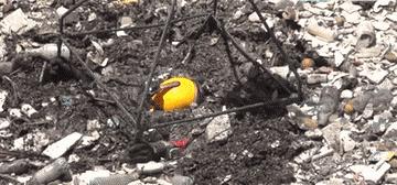 后面的那个小胖子，知道你很可爱，快走开我还要拍照呢！