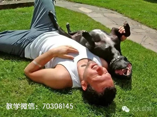 给狗狗换狗粮的正确方法,换狗粮狗狗不适应怎么办能好吗