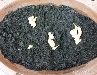 一个盆里能栽几棵君子兰,一个盆里能种两棵君子兰吗