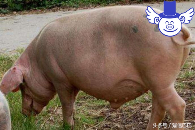 母猪全身发凉不吃食是怎么回事,母猪耳尖发硬什么病