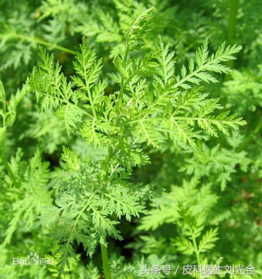 二月茵陈四月蒿包括艾蒿吗,茵陈蒿和青蒿图片