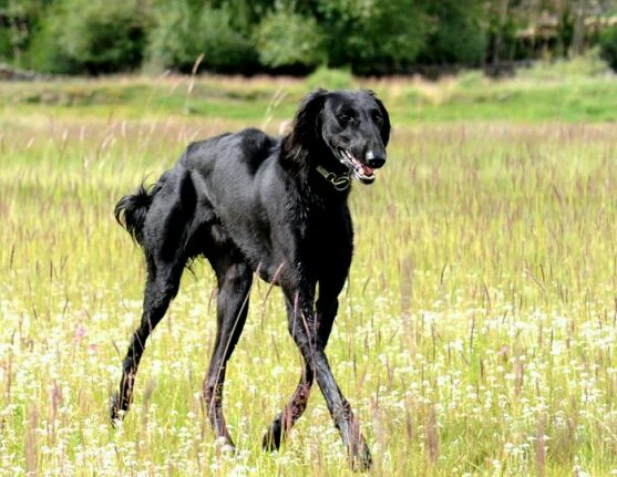 十大最值得养的土狗,最好养的十大土狗