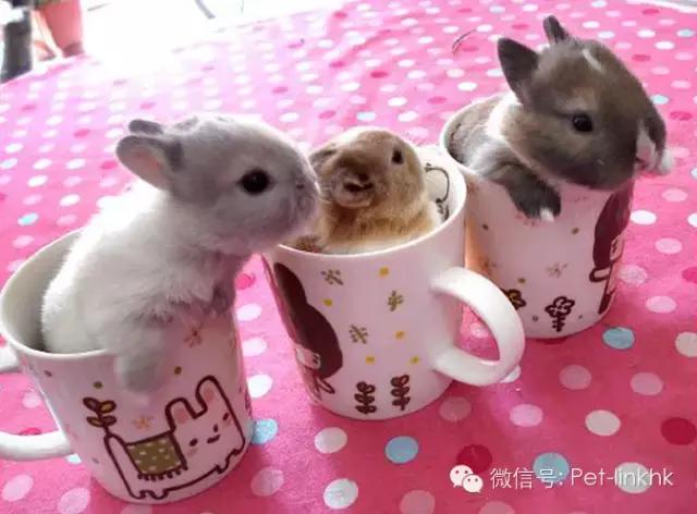 国内十大最受欢迎宠物排行,最受欢迎的宠物品种有哪些