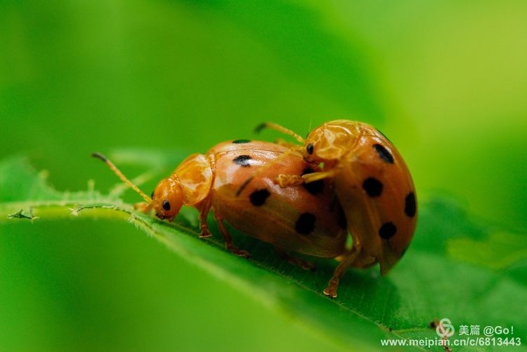 微距镜头下的昆虫视角,微距下的昆虫摄影