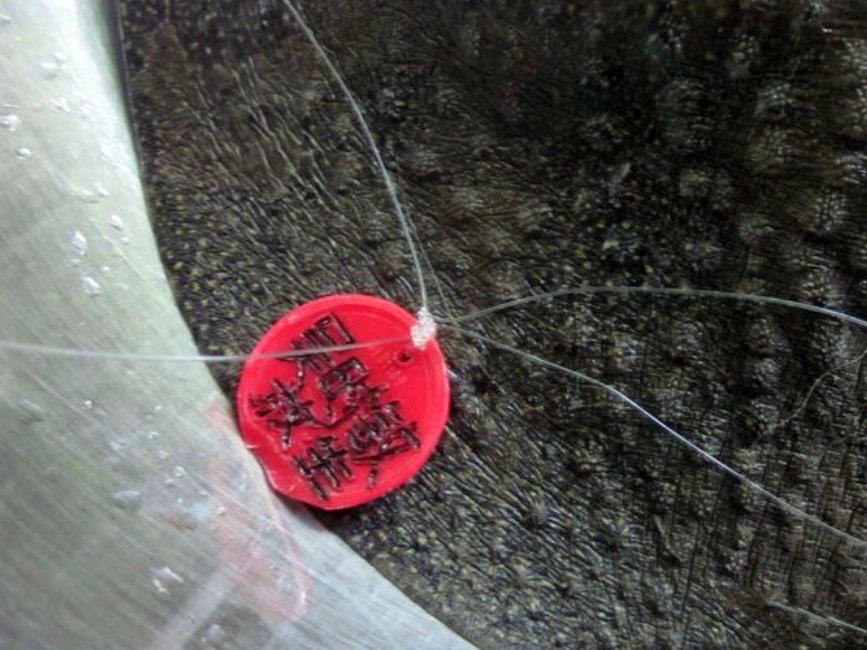 钓到放生甲鱼如何处理,钓到野生甲鱼该不该放生