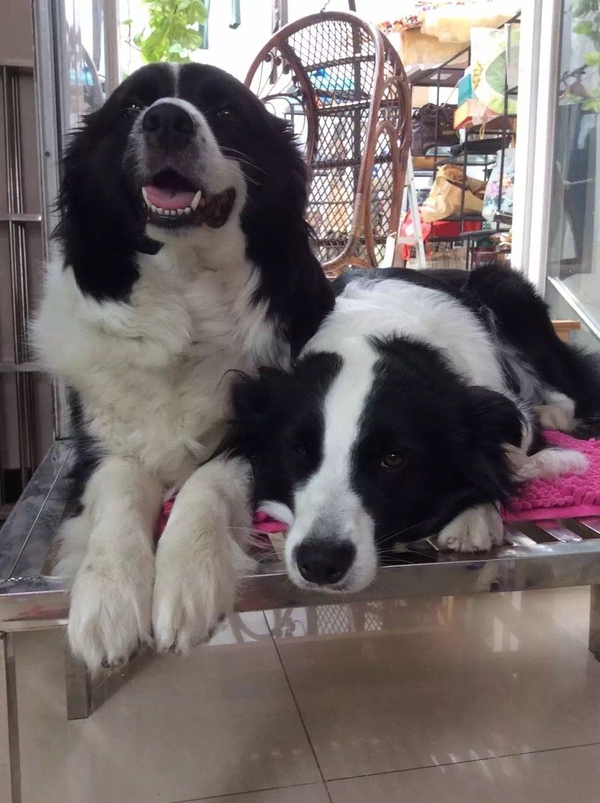 边牧这种狗到底有多聪明,边牧的智商真的有6-8岁那么高吗