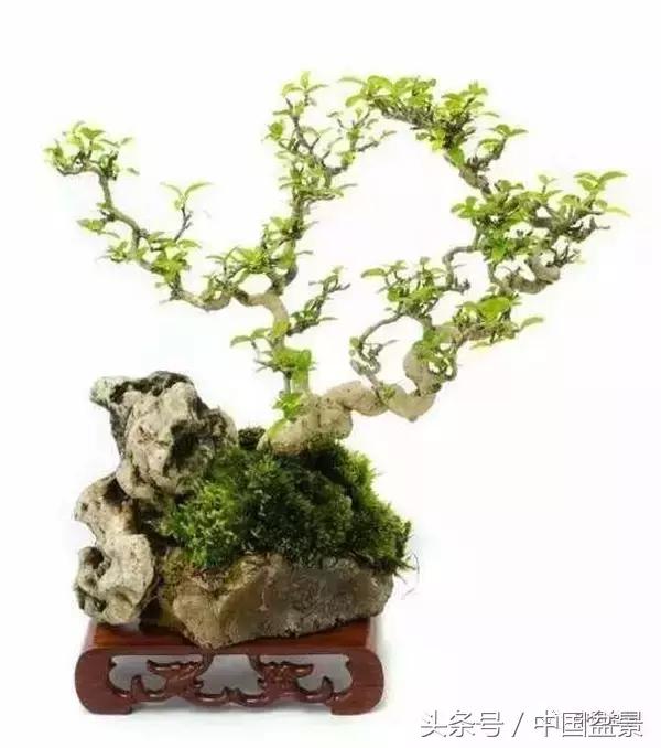 盆景知识与交流,养花知识大全小盆景