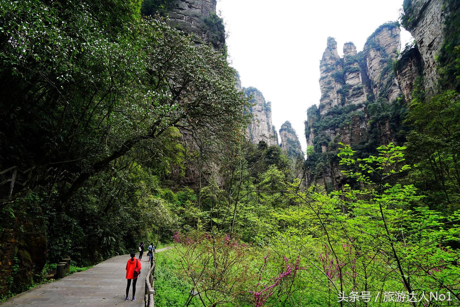 游记张家界8天旅游详细攻略,张家界天门山森林公园美景游记