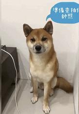 金毛吃起醋来，连自己的孩子都嫉妒