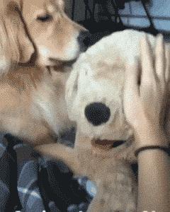 金毛喝醋,金毛到底有多吃醋