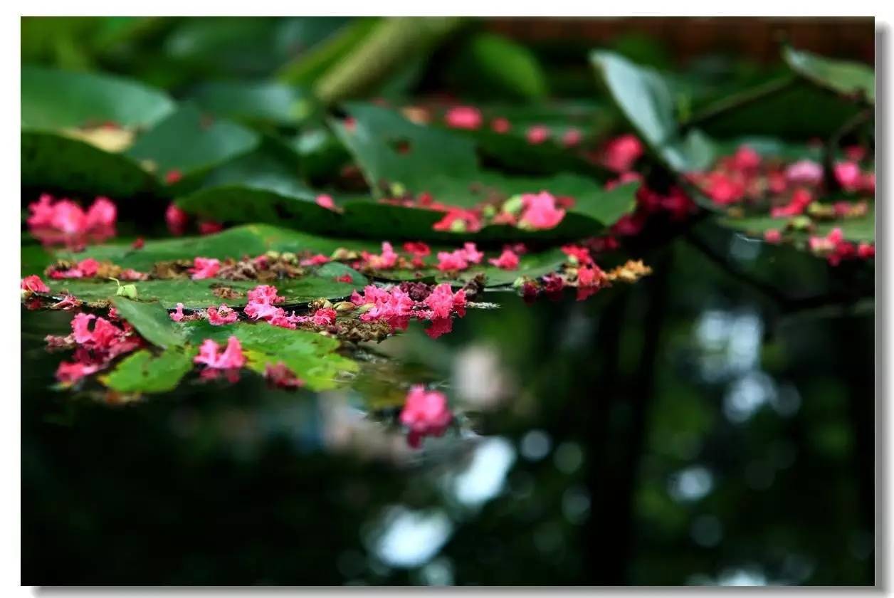 「诗词原创」陈天恩|空房独自频观月一寸相思几断肠?