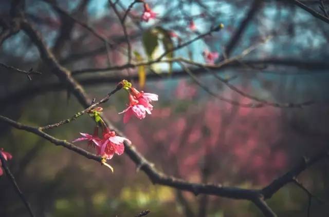 南宁游玩踏青攻略路线推荐,南宁春游赏花攻略图