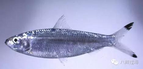 世界上最难吃的食物鲱鱼罐头评论,世界上最臭的鱼鲱鱼