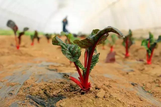 户县新西兰农场好玩吗,西安户县农场