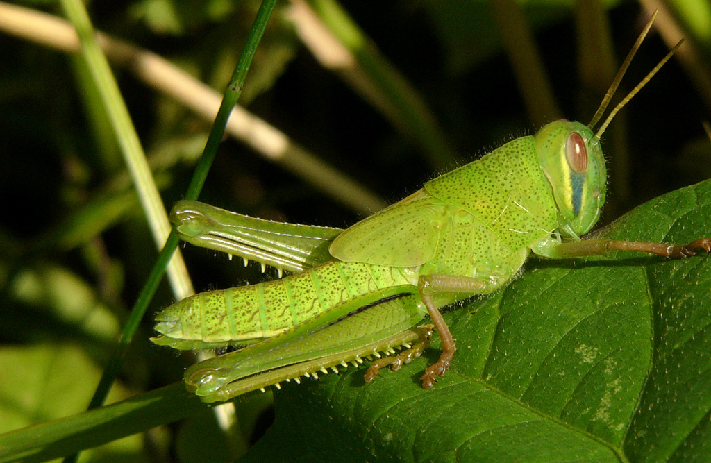 农村常吃的十种虫子,小时候能吃的八种虫子
