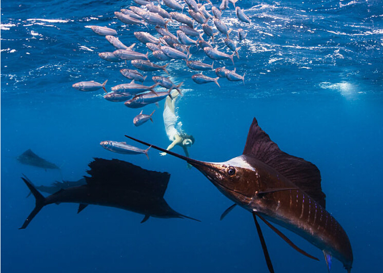 海洋里最快的动物是海豚吗,海洋中最大的生物海豚