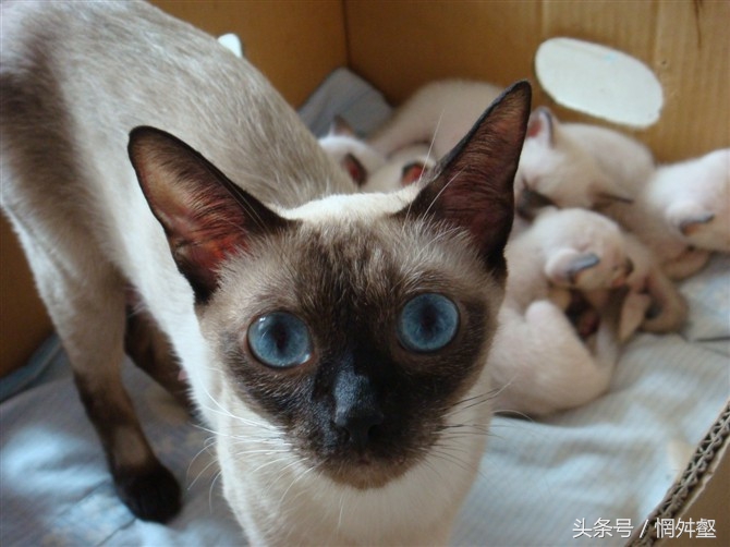 10大常见品种猫优缺点,最有气质的猫