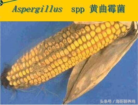 霉菌毒素对牛羊有什么危害,霉菌毒素超标对母猪有什么危害