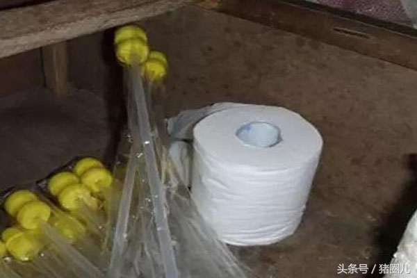 怎样给母猪输精产仔多,母猪输精时倒流的症状