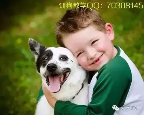 怎样尽快训一只成年狗熟悉自己,怎么努力训好一只狗