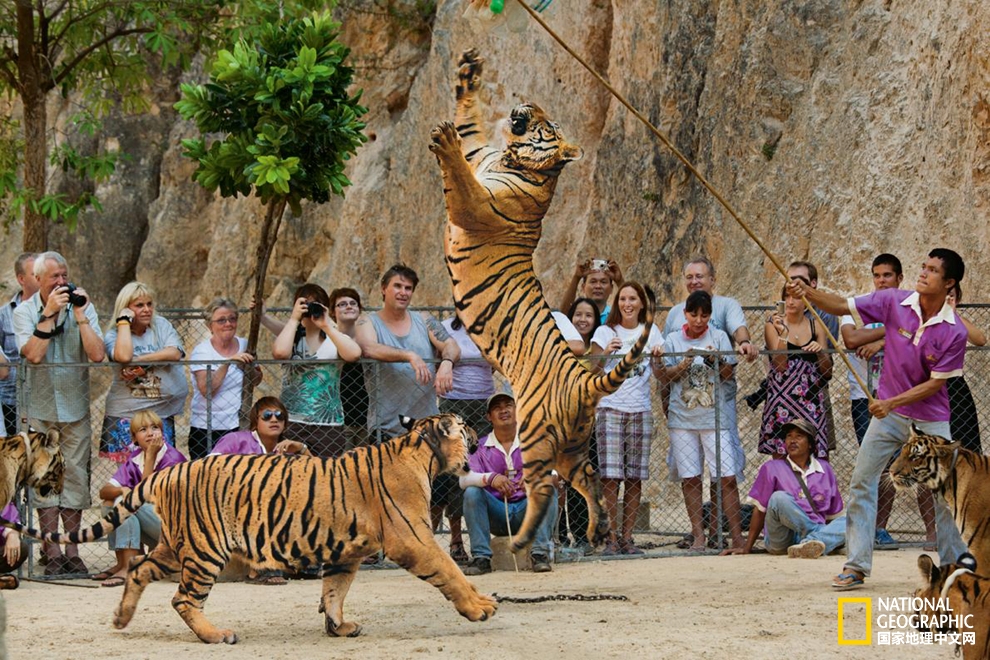 泰国老虎寺事件,老虎庙泰国后续