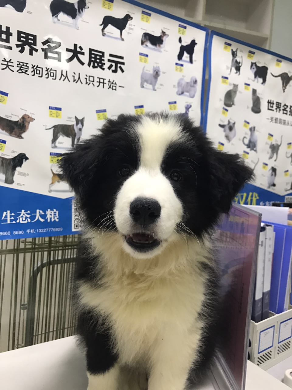 边牧得过细小还用打细小疫苗吗,没打疫苗的边牧幼犬能训练吗