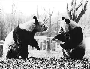 经历了5任美国总统的熊猫比英国女王更厉害