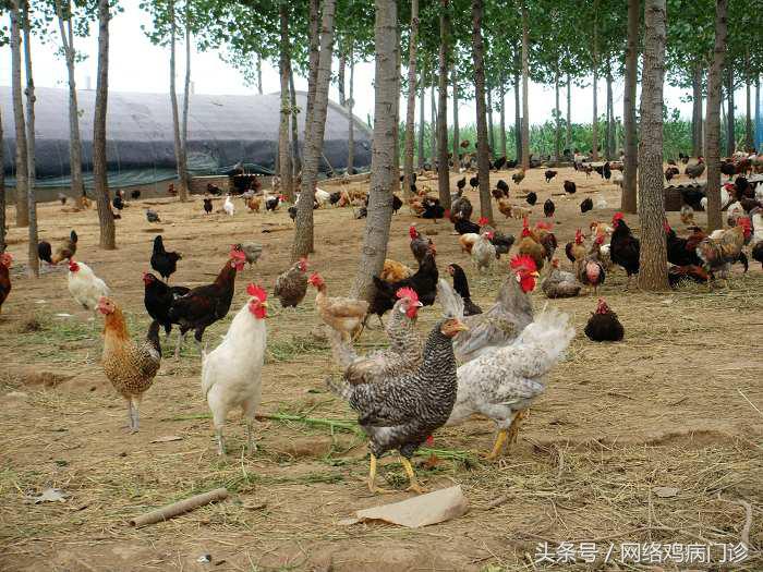 散养蛋鸡公母怎么搭配,散养鸡怎么搭配公母