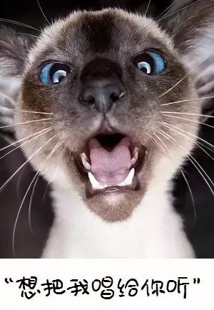 偷偷挖煤的暹罗猫,我家的暹罗猫脸不黑