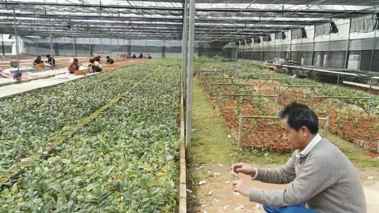 金花节开幕式,以花为媒非遗绽放花博会