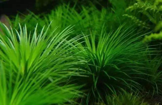 坏水质,草缸水质都要注意哪些