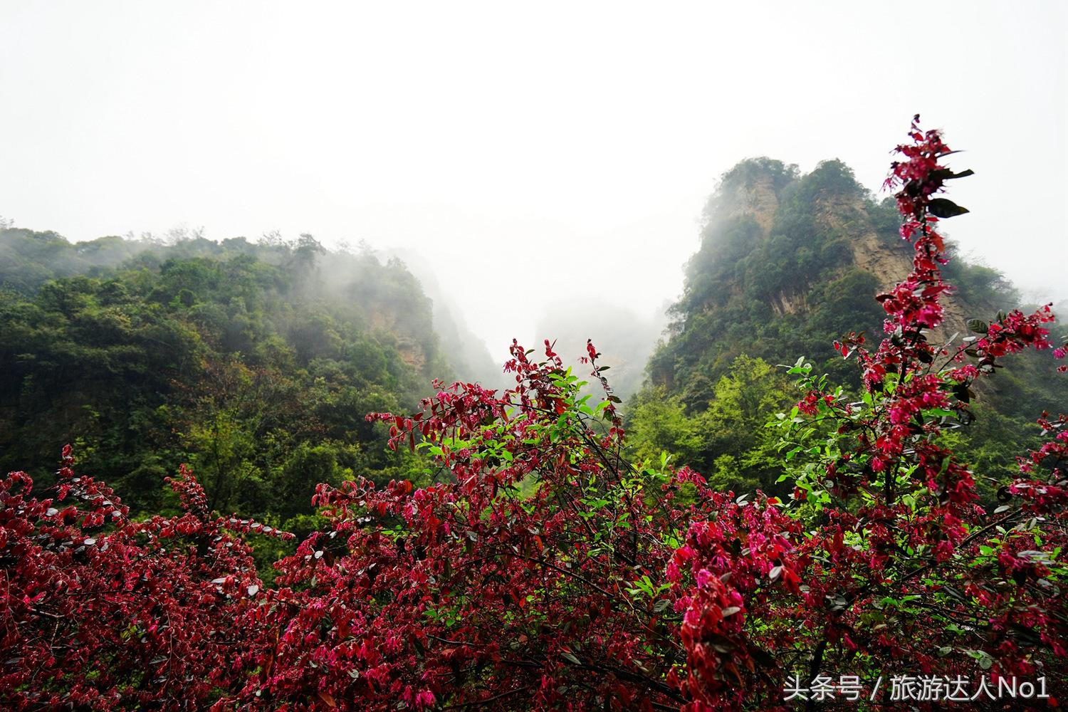 游记张家界8天旅游详细攻略,张家界天门山森林公园美景游记