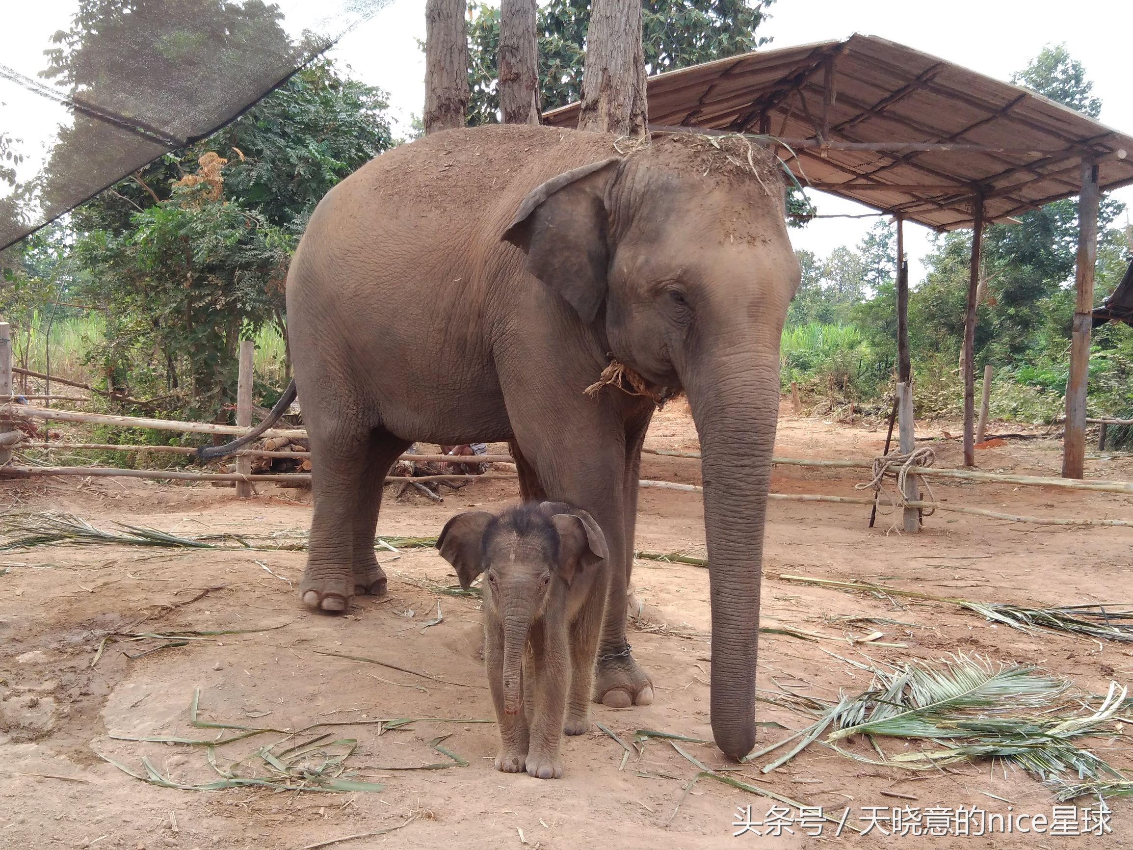 泰国大象旅行记,泰国旅游跟大象近距离接触