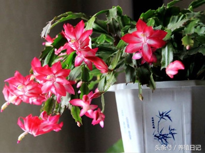 蟹爪兰的浇水方法和注意事项,蟹爪兰浇水的正确方法小窍门